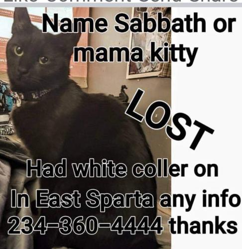 Lost Female Cat last seen East sparta post office , East Sparta, OH 44626