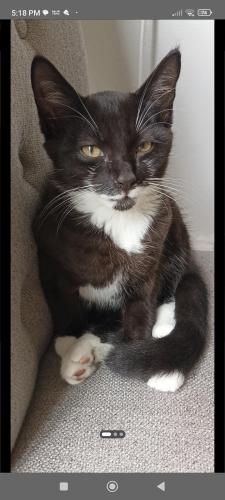 Lost Male Cat last seen Amroth gardens , Worcestershire, England WR4