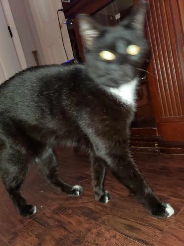 Lost Male Cat last seen Hudson High School, Pasco County, FL 34669
