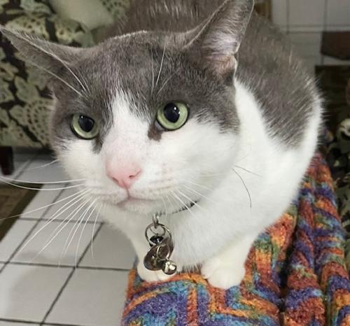 Lost Male Cat last seen Dommerich drive and Horatio , Maitland, FL 32751