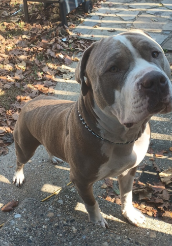 Lost Male Dog last seen West 20th Street/Maryland Ave, Baltimore, MD 21218