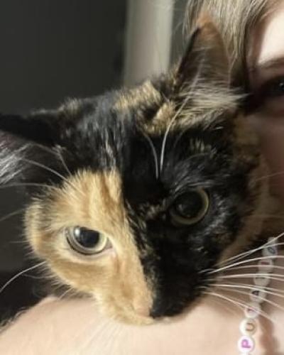 Lost Female Cat last seen Cook school, Fort Smith, AR 72908