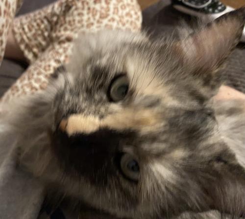 Lost Female Cat last seen 35th Ave and Yorkshire Drive, Phoenix, AZ 85308