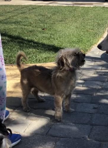 Lost Male Dog last seen Near , Salinas, CA 93906