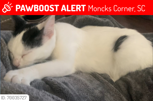 Lost Female Cat last seen Monitor Circle and Merrimack Blvd-Moncks Corner, SC, Moncks Corner, SC 29461