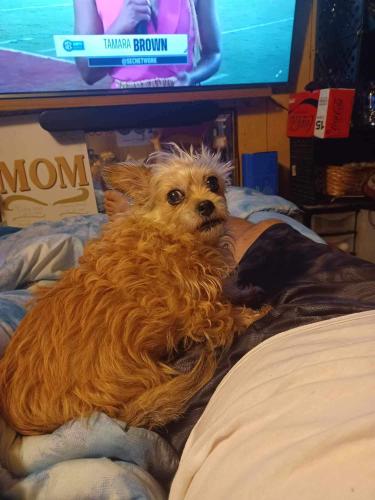 Lost Female Dog last seen Clearmont Rd, Westminster SC, Westminster, SC 29693
