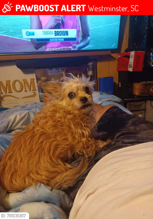 Lost Female Dog last seen Clearmont Rd, Westminster SC, Westminster, SC 29693