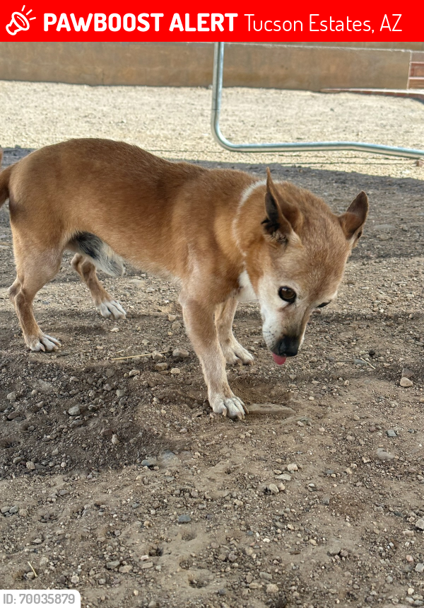 Lost Male Dog last seen Calle don alfonso/ seymour, Tucson Estates, AZ 85735