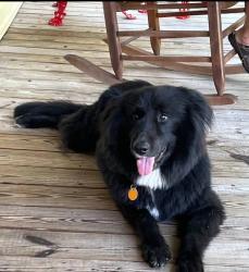 Lost Female Dog last seen Near Mount Zion Road NE, Resaca, GA, Resaca, GA 30735