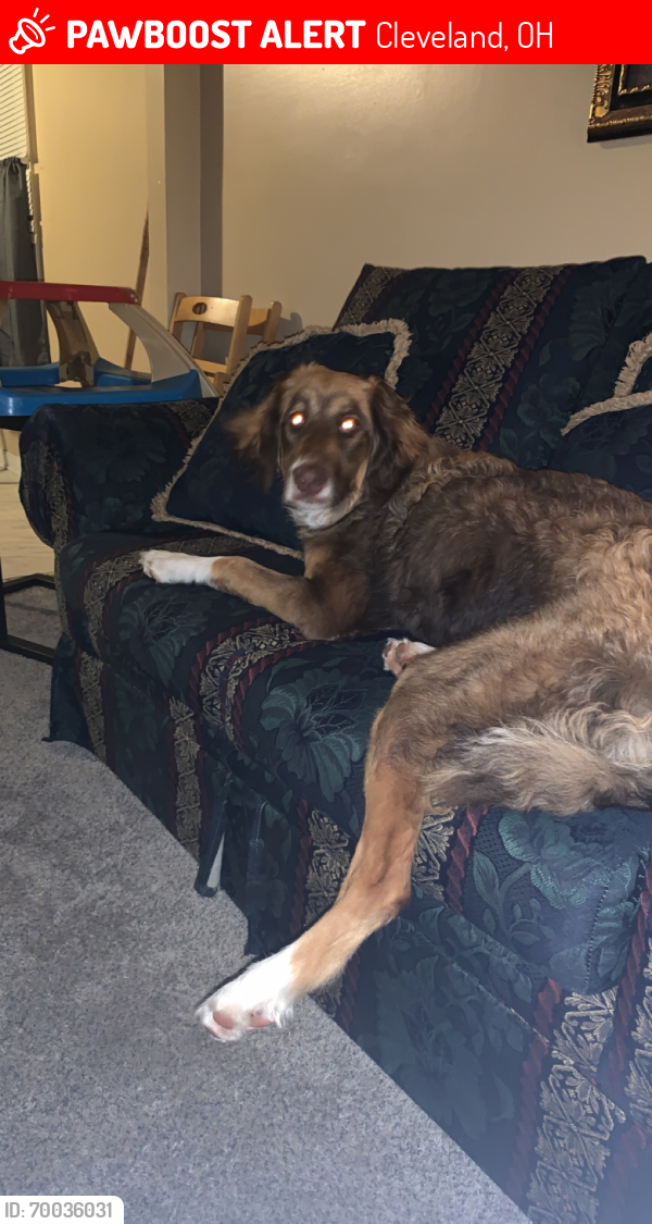 Lost Female Dog last seen Lee and miles , Cleveland, OH 44128