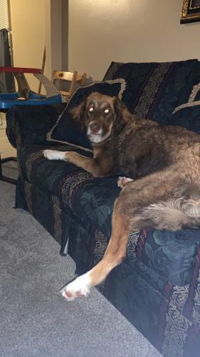 Lost Female Dog last seen Lee and miles , Cleveland, OH 44128