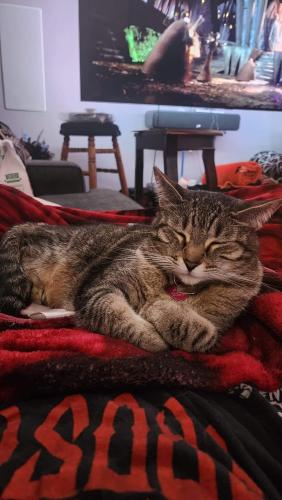Lost Female Cat last seen S Hwy 97, Publix nearby, Cantonment, FL 32533