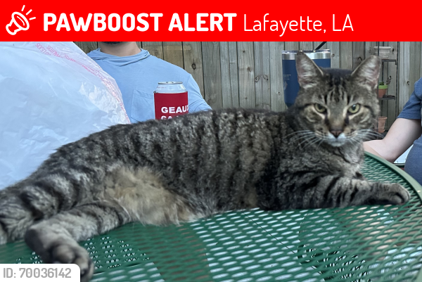 Lost Male Cat last seen Roselawn Blvd and Leon drive, Lafayette, LA 70503