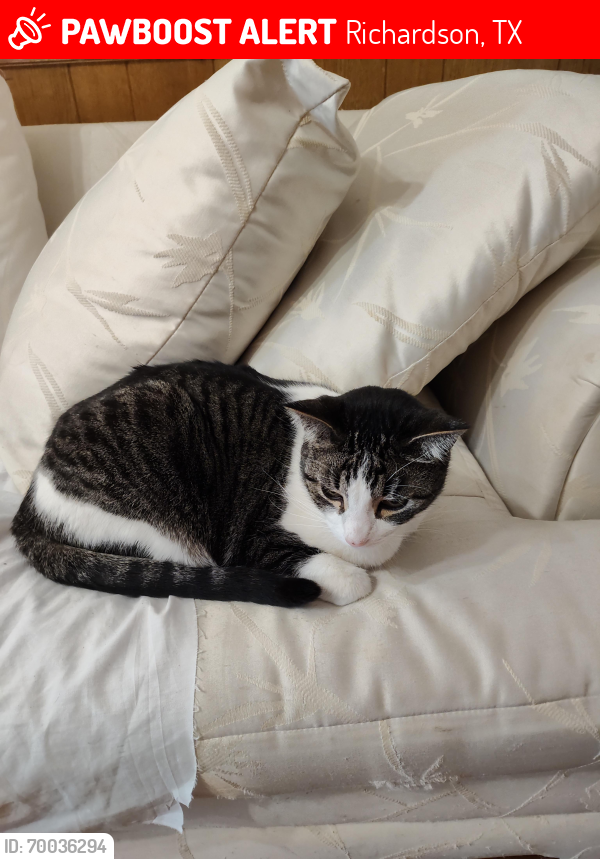 Lost Male Cat last seen morningstar trl and palomar ln in richardson, tx, Richardson, TX 75081