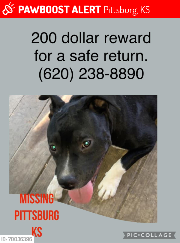 Lost Female Dog last seen Free kings hwy and 4th st., Pittsburg, KS 66762
