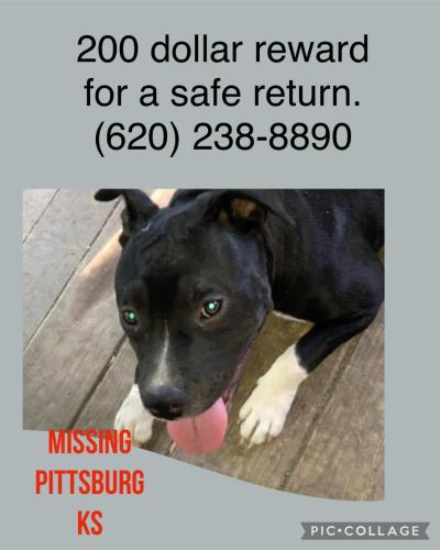 Lost Female Dog last seen Free kings hwy and 4th st., Pittsburg, KS 66762