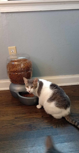 Lost Female Cat last seen Waring and  Given isAvenue Berclair area, Memphis, TN 38122