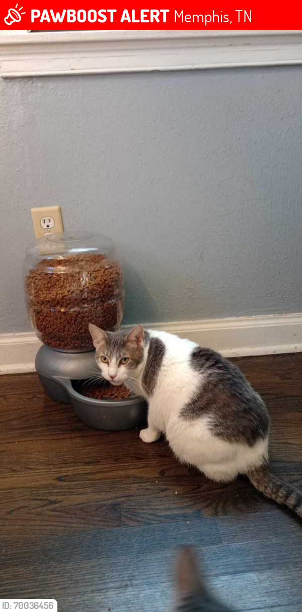 Lost Female Cat last seen Waring and  Given isAvenue Berclair area, Memphis, TN 38122