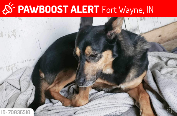 Lost Male Dog last seen Airport Expressway , Fort Wayne, IN 46809