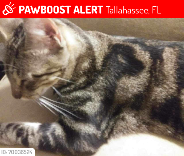 Lost Male Cat last seen Hemlock Dr, Tallahassee, FL 32301