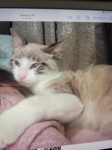 Lost Male Cat last seen 51st Ave & Olive Ave, Glendale, Glendale, AZ 85302
