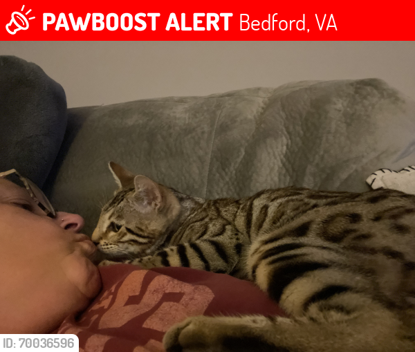 Lost Male Cat last seen Bedford co country club, Bedford, VA 24523