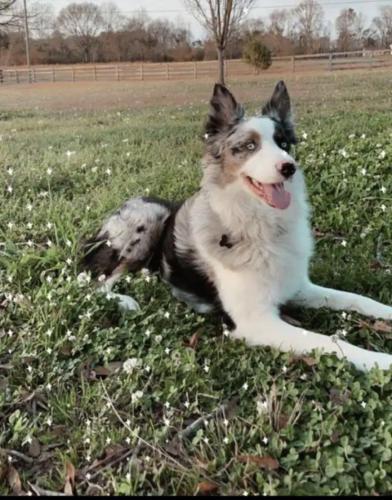 Lost Male Dog last seen Shelby Lane and Silk Hope-Gumsprings Road, Chatham County, NC 27344