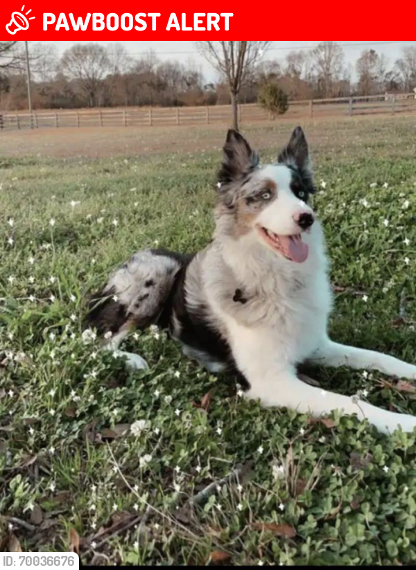 Lost Male Dog last seen Shelby Lane and Silk Hope-Gumsprings Road, Chatham County, NC 27344