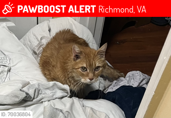 Lost Male Cat last seen Rabbit Foot Lane, Richmond, VA 23236