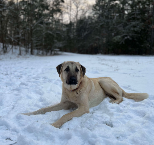 Lost Male Dog last seen Byrne dairy , Endicott, NY 13760