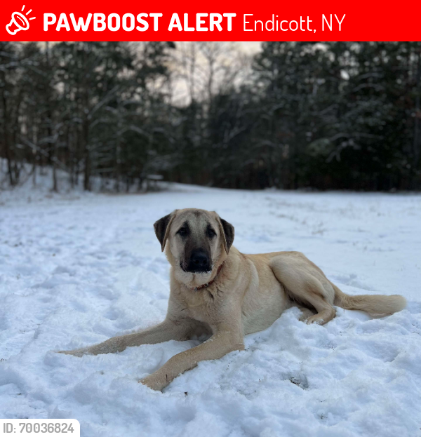 Lost Male Dog last seen Byrne dairy , Endicott, NY 13760