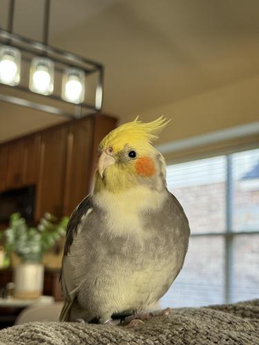 Lost Male Bird last seen Villages of Sunset Pointe, Fort Worth, TX 76123