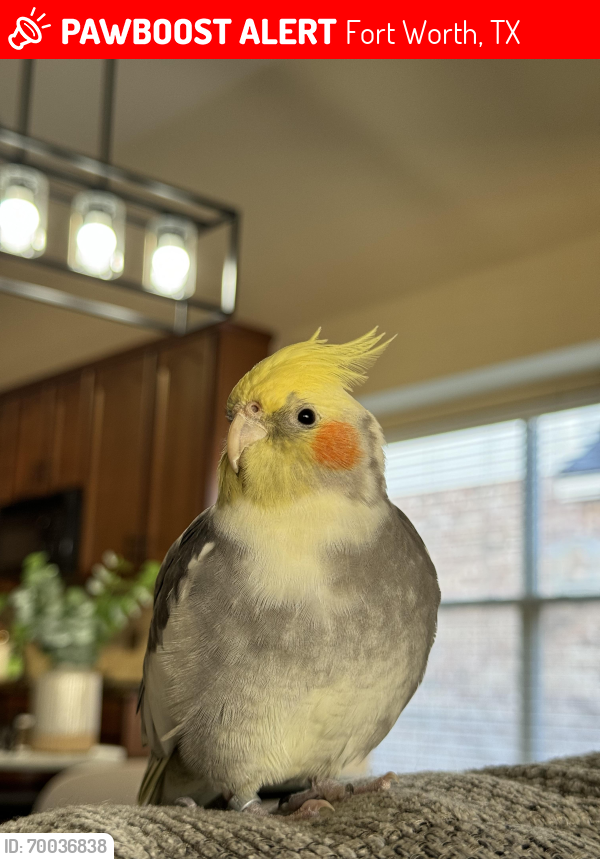 Lost Male Bird last seen Villages of Sunset Pointe, Fort Worth, TX 76123