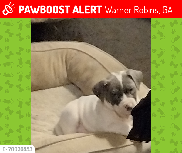 Lost Male Dog last seen Diggs and tinker off of Watson behind dairy queen, Warner Robins, GA 31093
