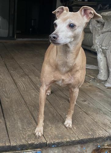 Lost Male Dog last seen Near hamill road , Chattanooga, TN 37343