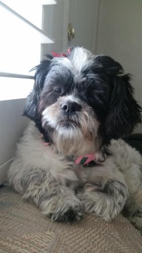 Lost Female Dog last seen Maxey Marie and Upper Valley Road, El Paso, TX 79932