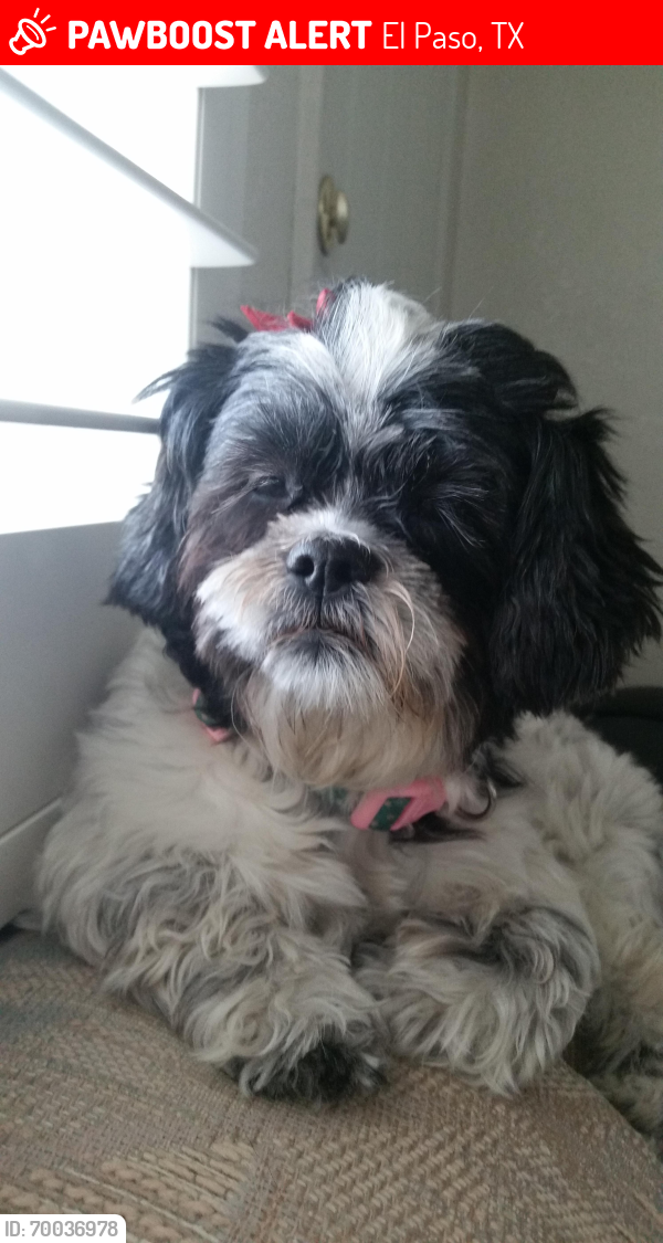 Lost Female Dog last seen Maxey Marie and Upper Valley Road, El Paso, TX 79932