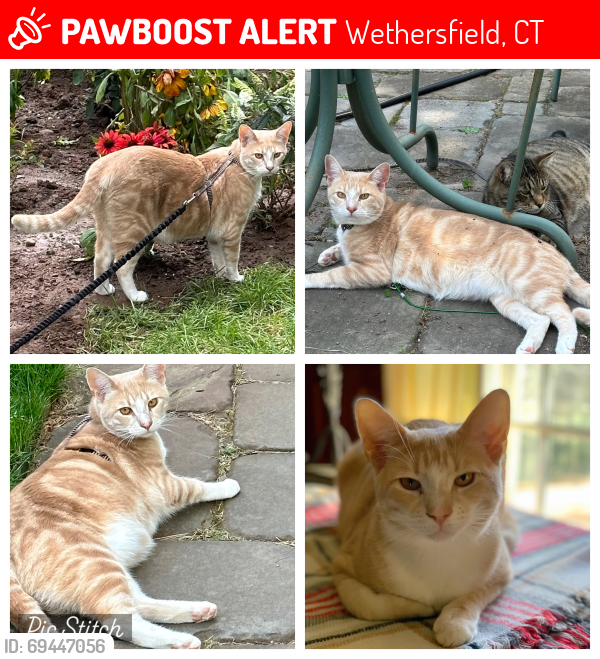 Lost Male Cat last seen Near Wells Road Wethersfield CT 06111, Wethersfield, CT 06109