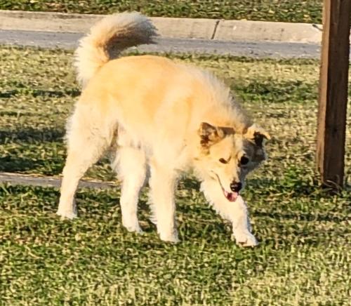 Found/Stray Male Dog last seen Mostly at the park near the intersection of Duck Pond and Seville, but it's been roaming the whole neighborhood for a couple weeks., Brownsville, TX 78526