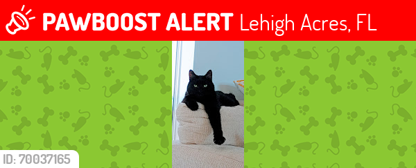 Lost Male Cat last seen Bedford Point and Ashley Rd, Lehigh Acres, FL 33974