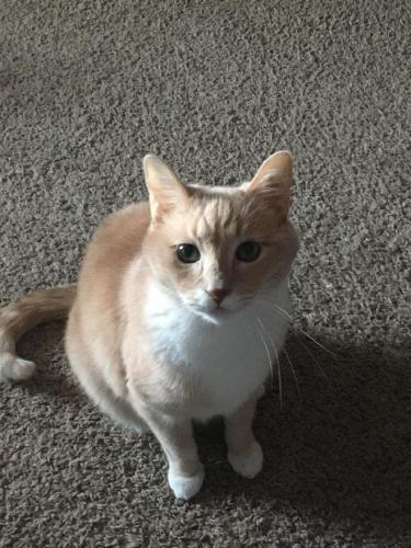 Lost Male Cat last seen 1st St/Trinity Dr , Cabot, AR 72023