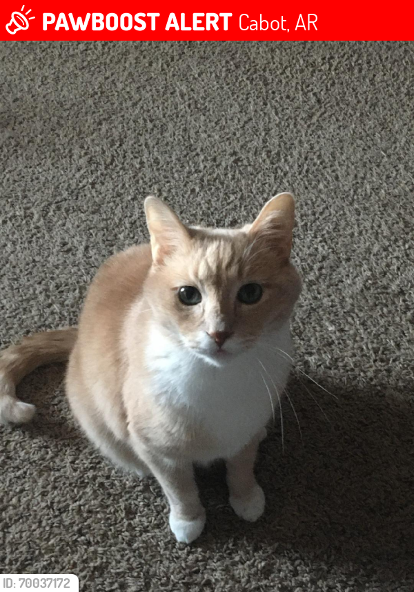 Lost Male Cat last seen 1st St/Trinity Dr , Cabot, AR 72023