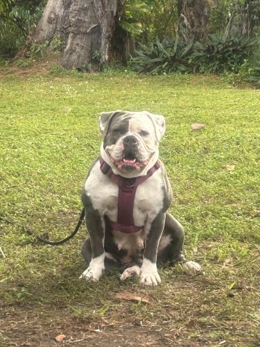 Lost Female Dog last seen Medley/ doral near nw 70th st Miami fl 33166, Miami, FL 33166