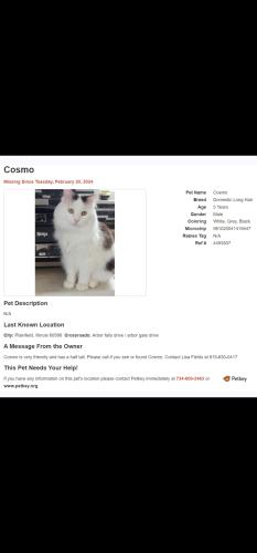 Lost Male Cat last seen Wesmere Elementary School, Joliet, IL 60586