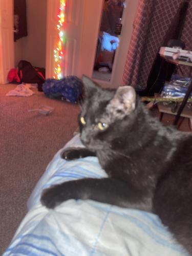 Lost Male Cat last seen NW Woods Chapel RD, Blue Springs, MO 64015