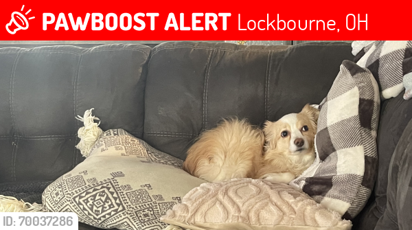 Lost Male Dog last seen Near , Lockbourne, OH 43137