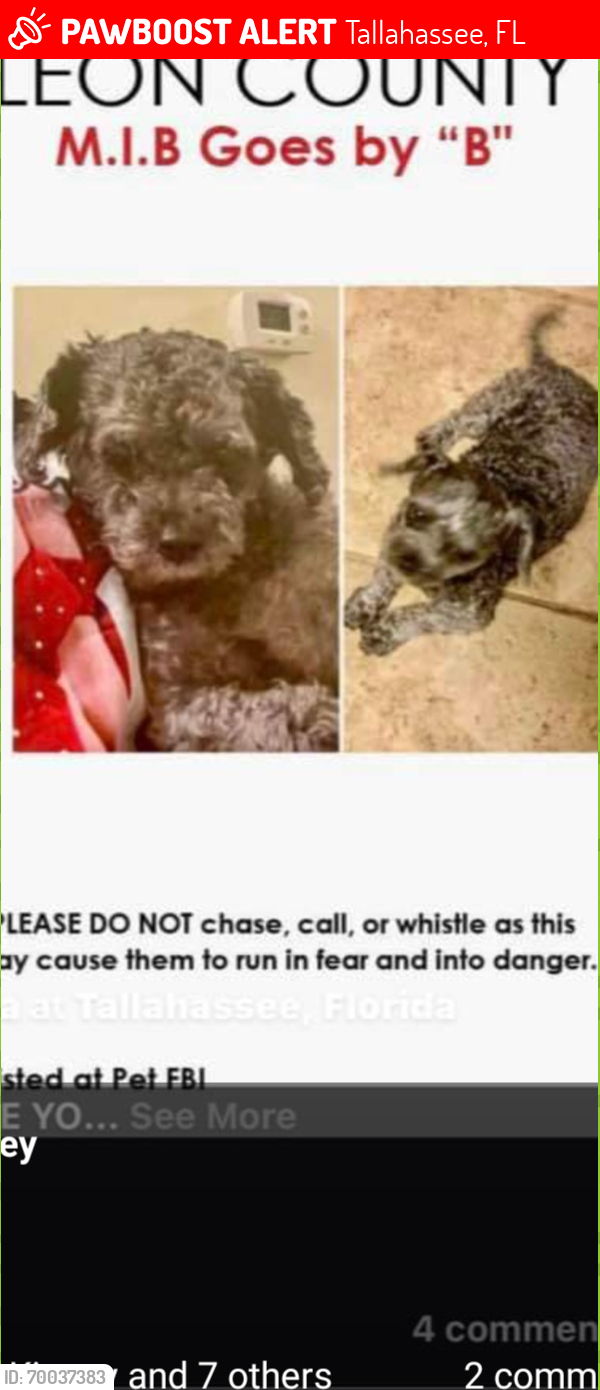 Lost Male Dog last seen Old st Augustin rd and paul russell, Tallahassee, FL 32301