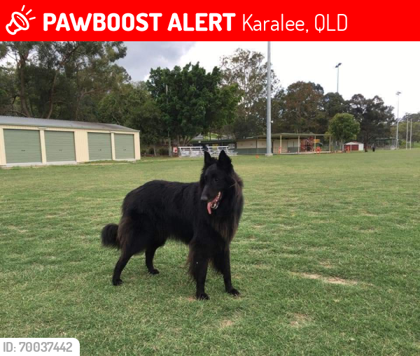 Lost Male Dog last seen corner elanora way , Karalee, QLD 4306