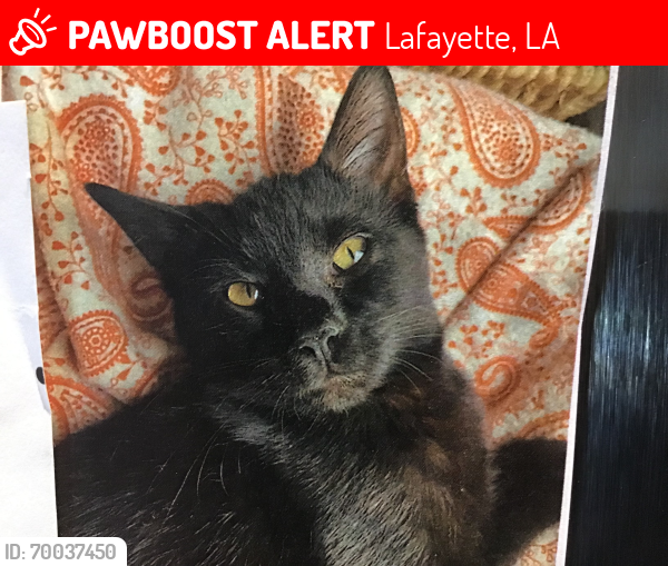 Lost Male Cat last seen University @Tulane, Lafayette, LA 70503