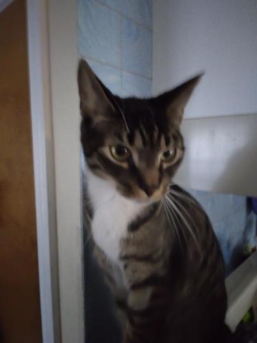 Lost Male Cat last seen Garden wood, Belmont Colvin and Sheridan , Paramount, NY 14223